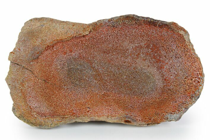 Polished Dinosaur Bone (Gembone) Slab - New Mexico #348878